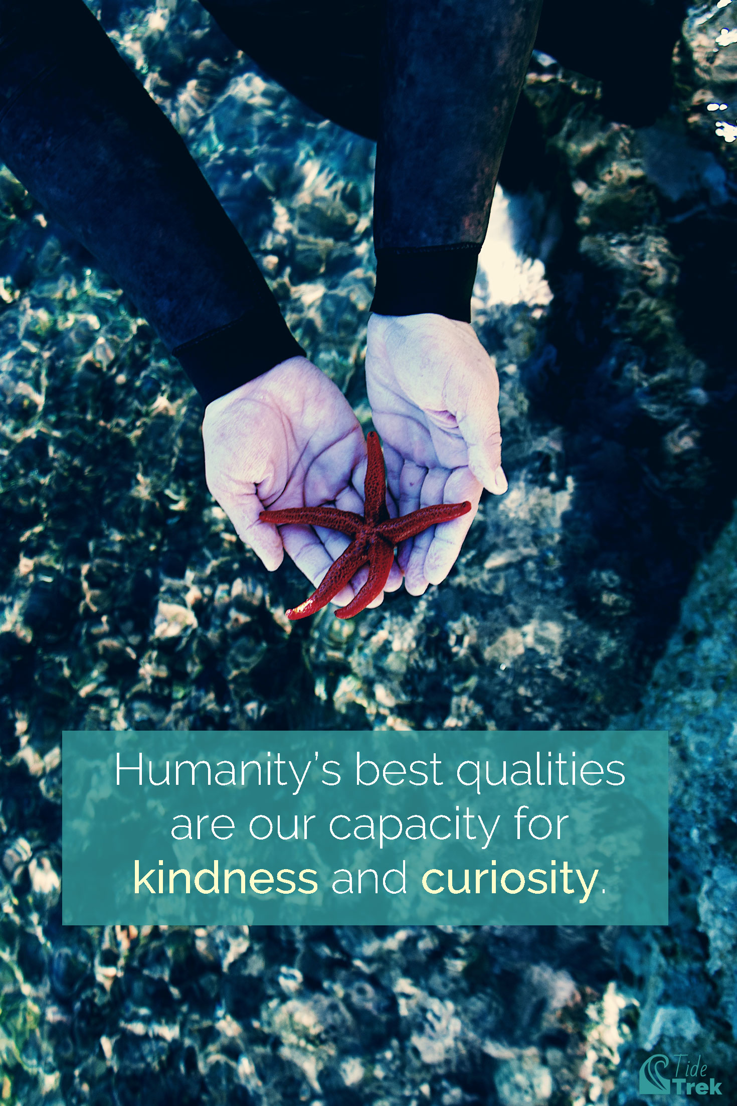 Top-down photo of a person standing in a tide pool wearing a wetsuit and holding a red sea star in their cupped hands. Overlaid text reads, "Humanity's best qualities are our capacity for kindness and curiosity." By Tide Trek.