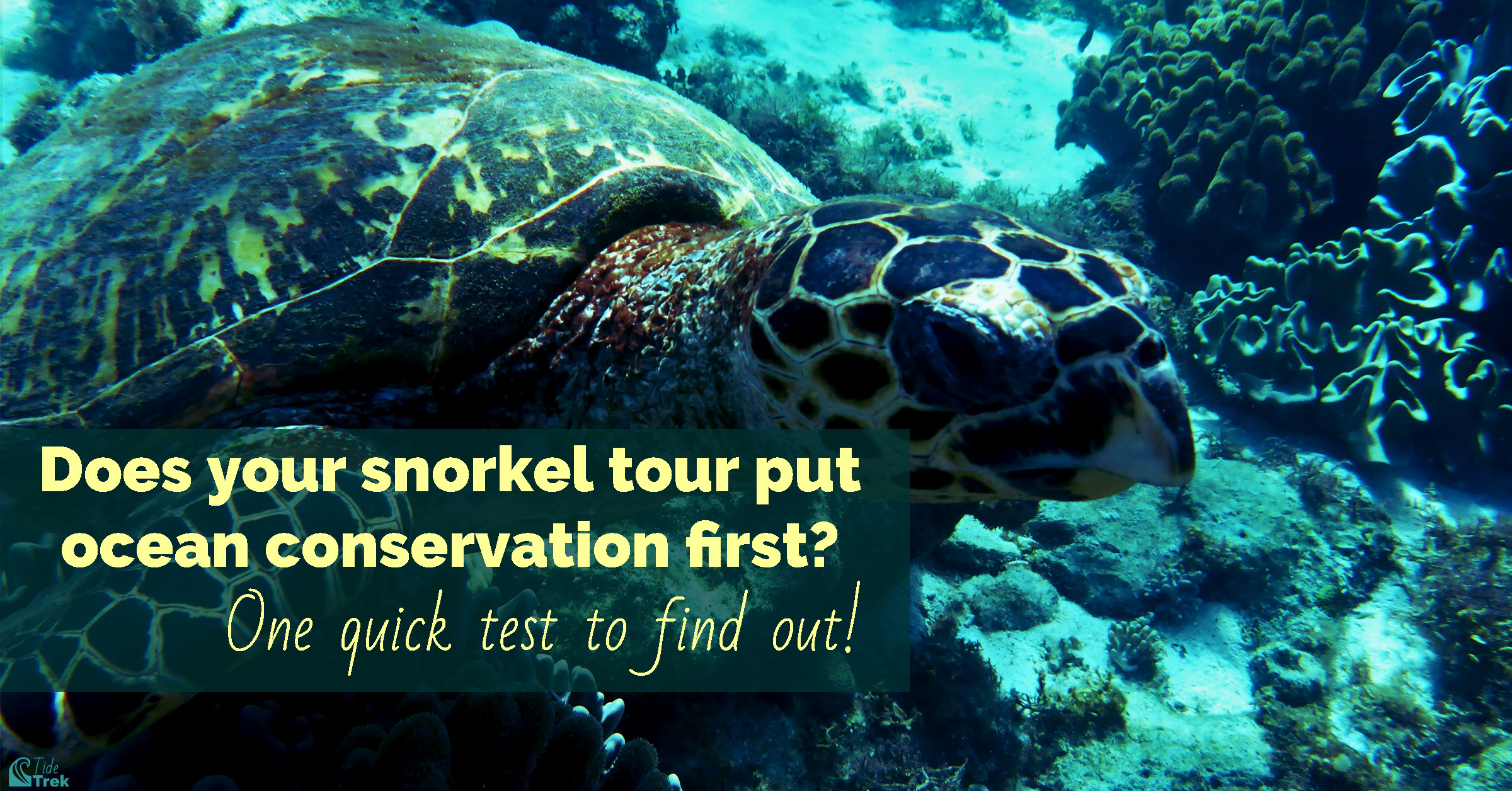 Close up underwater photo of a sea turtle with text overlay: Does your snorkel tour put ocean conservation first?