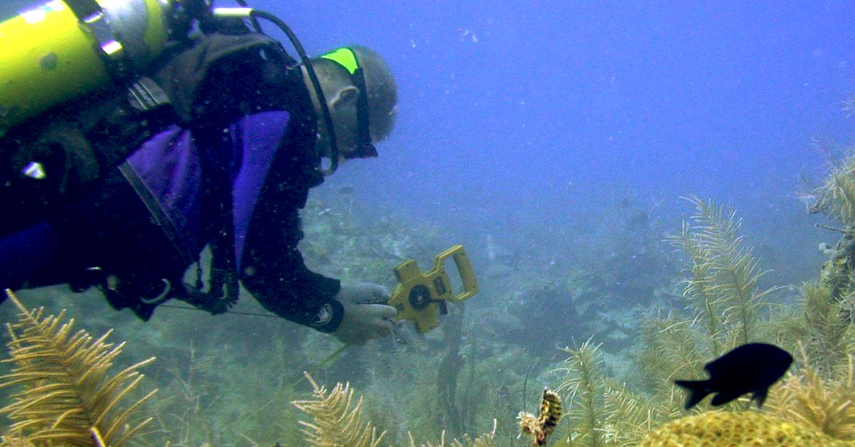Scuba diver with measuring tape monitoring a reef