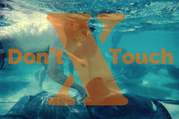 A snorkeler reaching to touch a stingray with big orange 'X' overlay. Text read, Don't touch.