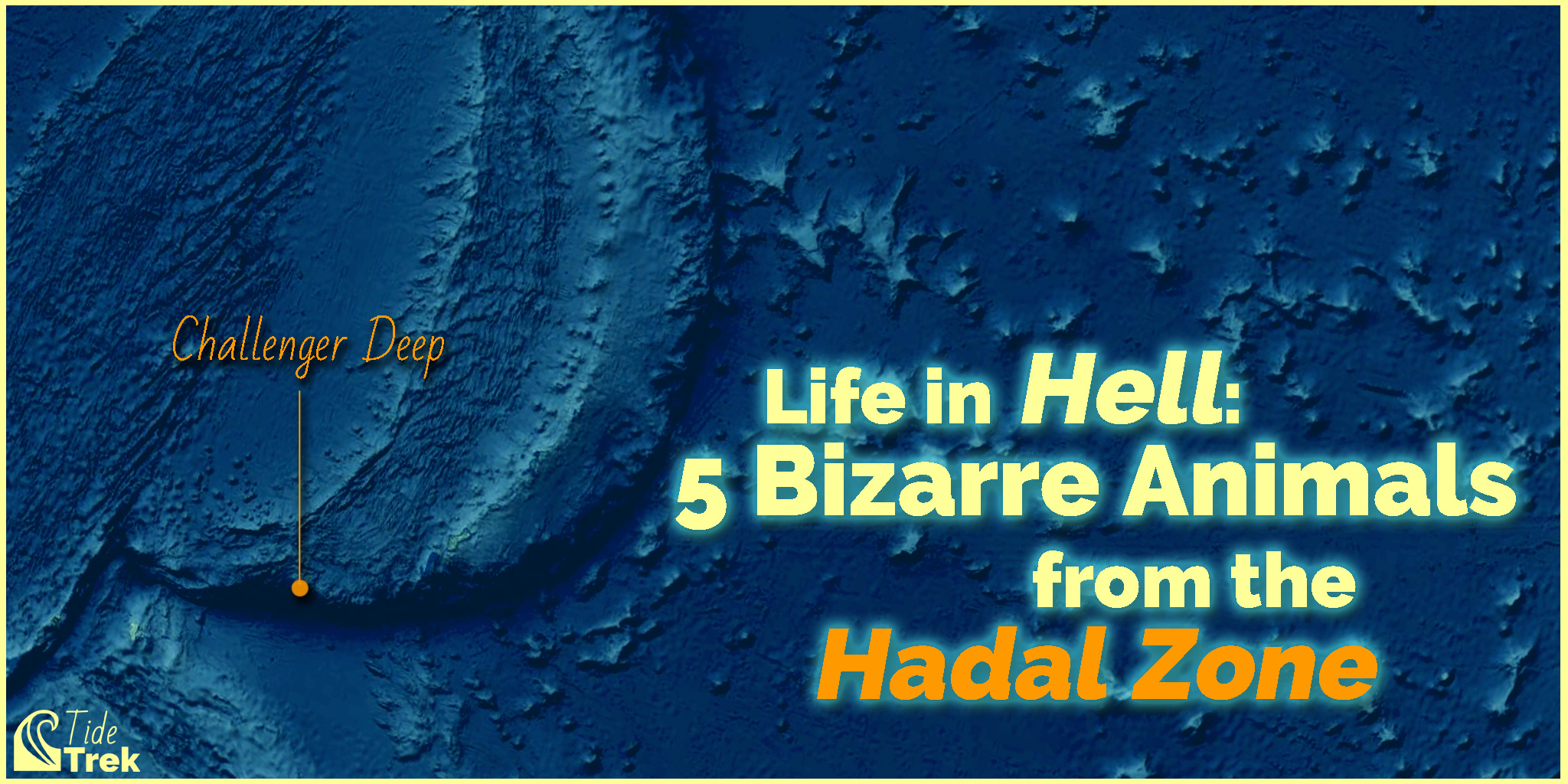 Five bizarre animals from the hadal zone